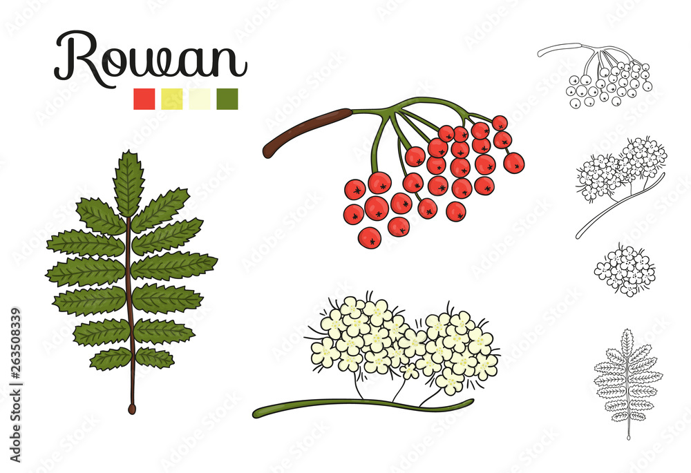 Sticker vector set of rowan tree elements isolated on white background. botanical illustration of rowan berr