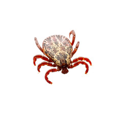 Encephalitis Virus or Lyme Borreliosis Disease or Monkey Fever Infectious Dermacentor Tick Arachnid Parasite Insect Macro Isolated on White Background