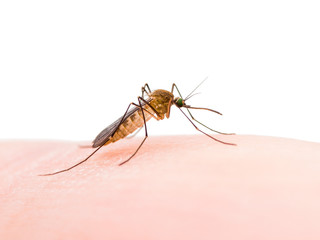 Encephalitis, Yellow Fever, Malaria Disease or Zika Virus Infected Culex Mosquito Parasite Insect Macro Isolated on White Background
