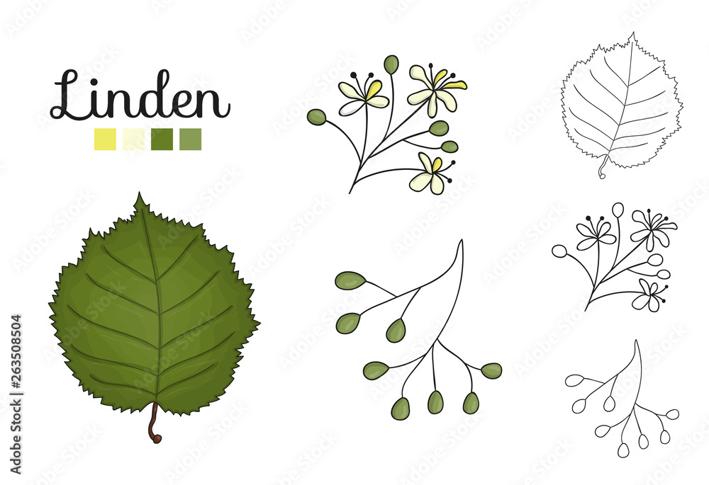 Canvas Prints vector set of linden tree elements isolated on white background. botanical illustration of linden le