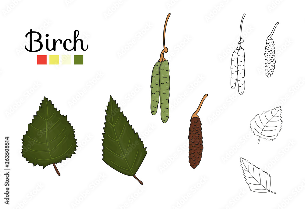 Canvas Prints vector set of birch tree elements isolated on white background. botanical illustration of birch leaf