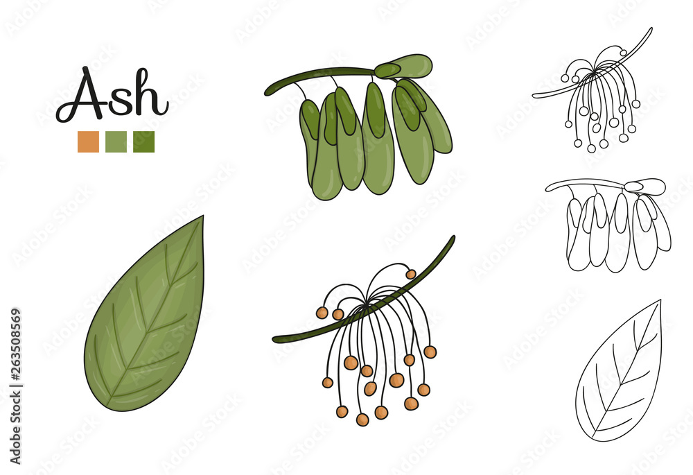 Canvas Prints vector set of ash tree elements isolated on white background. botanical illustration of ash leaf, br