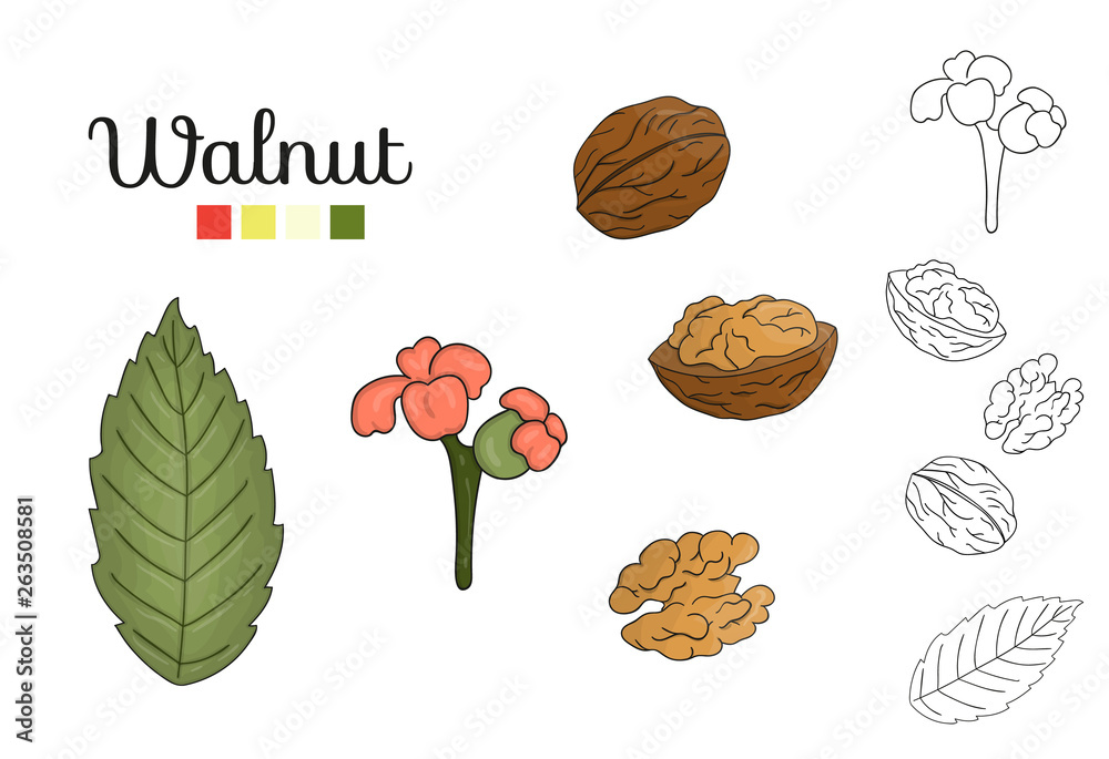 Sticker vector set of walnut tree elements isolated on white background. botanical illustration of walnut le