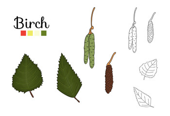Vector set of birch tree elements isolated on white background. Botanical illustration of birch leaf, brunch, flowers, fruits, ament. Black and white clip art.