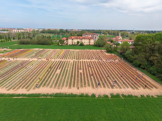 Aerial view of a field of tulips, multicolored variety of flowers. Arese, Milan. Italian tulips