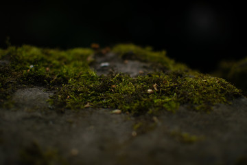 Moss on Rock