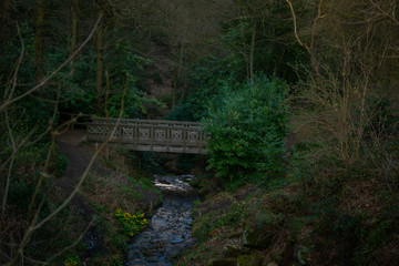 Bridge In Forest