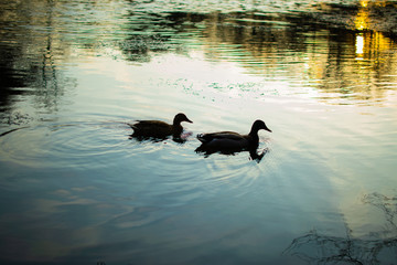 Two Ducks Swimming