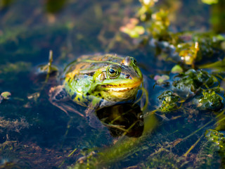 Frog Amphibian in Pond