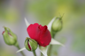 Rote Rose als Knospe