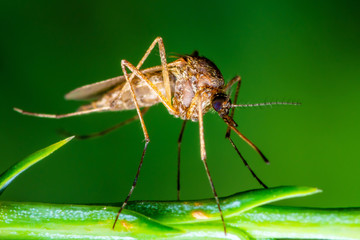 Encephalitis, Yellow Fever, Malaria Disease or Zika Virus Infected Culex Mosquito Parasite Insect Macro on Green Plant