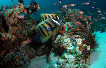 Corals and fish. Komodo island, Indonesia.