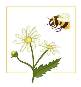 Vector illustration of colored camomile with bumblebee. Bright colorful picture of wild flower. Good for organic natural design. Watercolor effect.