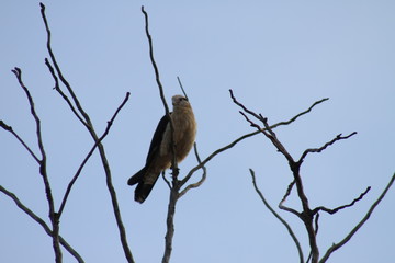 bird on branch