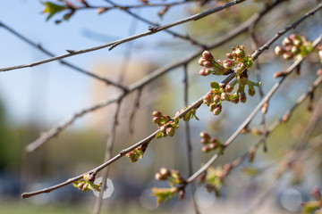 branches of flowering trees close-up