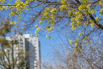 branches of flowering trees close-up