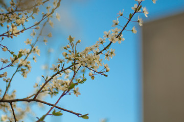 branches of flowering trees close-up