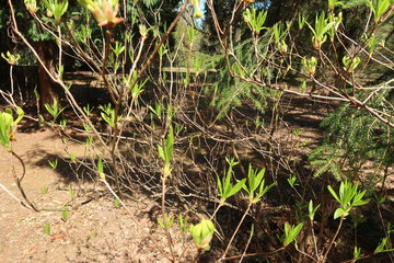 tree closeup in woods