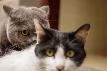Gray British shorthair cat and black white bicolor domestic cat