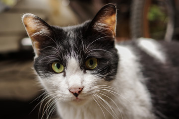 White black bicolor domestic cat