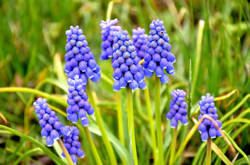grape hyacinth on a meadow in the garden.