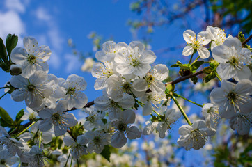 Obraz premium Flowering branches of fruit tree. Cherry.