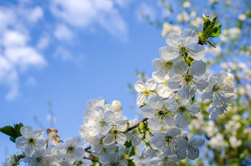 Flowering branches of fruit tree. Cherry.