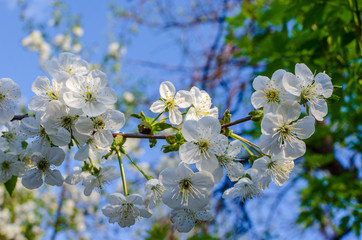 Flowering branches of fruit tree. Cherry.