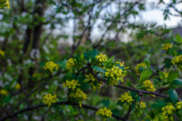 Flowering branches of fruit tree. Currant.