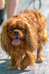 Ruby Cavalier King Charles Spaniel in the summer in the sun