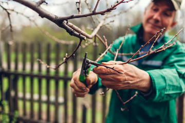 Man pruning tree with clippers. Male farmer cuts branches in spring garden with pruning shears or...