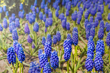 glade of blue flowers muscari