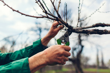 Man pruning tree with clippers. Male farmer cuts branches in spring garden with pruning shears or secateurs - obrazy, fototapety, plakaty