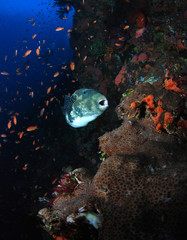 Corals and fish. Komodo island, Indonesia.