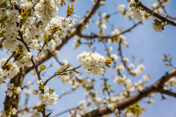 Fototapeta premium Cherry Blossom image with blue background