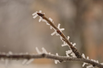 branch of a willow