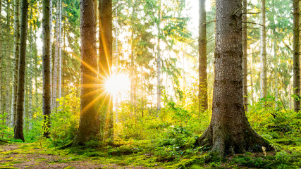 Fototapeta na wymiar Beautiful forest in spring with bright sun shining through the trees