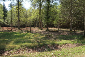 Sun coming through trees