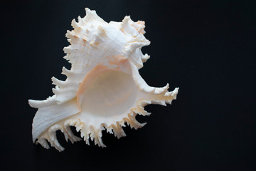 Wonderful spiral shell with unusual teeth on a black background.