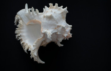 Wonderful spiral shell with unusual teeth on a black background.