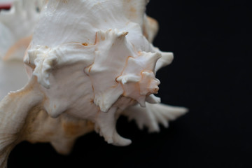Wonderful spiral shell with unusual teeth on a black background.