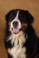 Bernese mountain dog sitting in studio on brown blackground and looking at camera