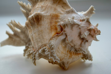 Wonderful spiral shell with unusual teeth on a white background.
