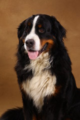 Bernese mountain dog sitting in studio on brown blackground and looking at camera