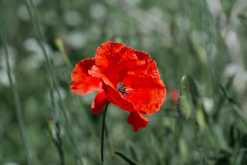 Fototapeta na wymiar A wild red poppy flower with a bee among a green field