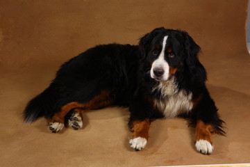 Bernese mountain dog sitting in studio on brown blackground and looking at camera