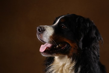 Side view at Bernese mountain dog sitting in studio on brown blackground and looking at camera