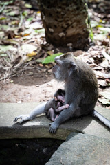 A portrait of Long-tailed macaque (Macaca fascicularis) with a baby in Sacred Monkey Forest, Ubud, Indonesia