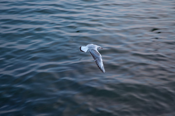 Seagull flying in the sky . seagulls are flying against the beach . A seagull going in for a landing in tumwater Water falls park in tumwater .