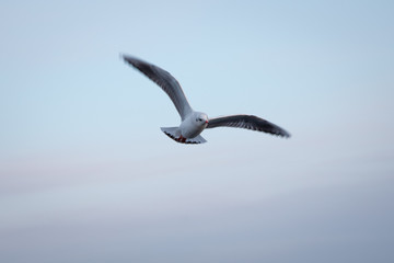 Seagull flying in the sky . seagulls are flying against the beach . A seagull going in for a landing in tumwater Water falls park in tumwater .